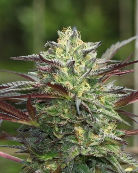 Girl Scout Cookies Humboldt Seed Co