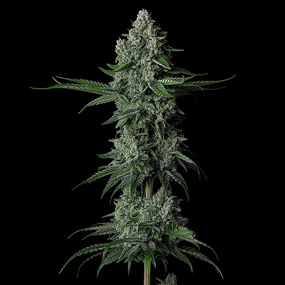 Grandpa's Stash R2 Cannabis Seeds by Ethos Genetics