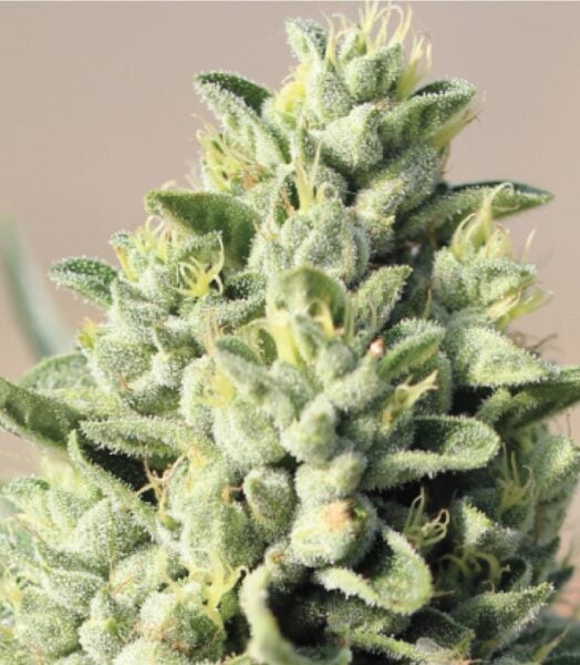 Old Growth OG Humboldt Seed Co