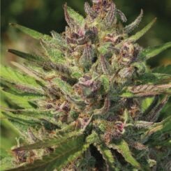 Purple Panty Dropper Auto