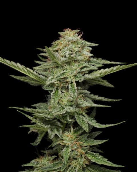 Pistachio Humboldt Seed Co