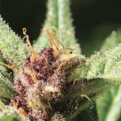 Royal Highness Humboldt Seed Co