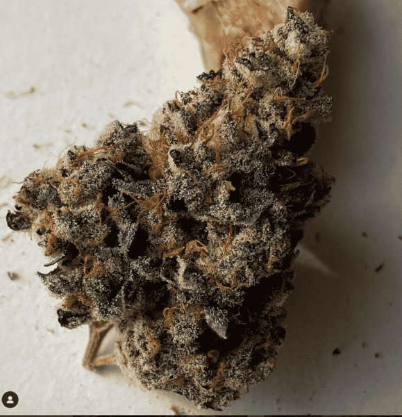 Close-up of a single dried Infidelity OG (R) cannabis bud on a white surface. The bud is covered in trichomes and has a mix of green and brownish hues.