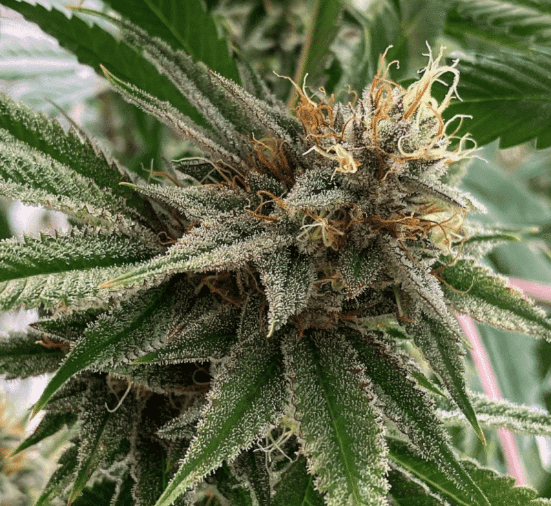 Close-up of a mature cannabis plant with dense buds covered in trichomes and orange pistils, resembling the texture of Mammary Loss (R). Green leaves surround the bud, indicating healthy growth.