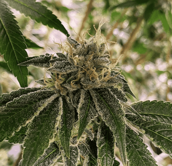 Close-up of a cannabis plant showing dense, crystal-covered buds and broad green leaves, reminiscent of the sleek form of a Motor Boat navigating through lush waters.