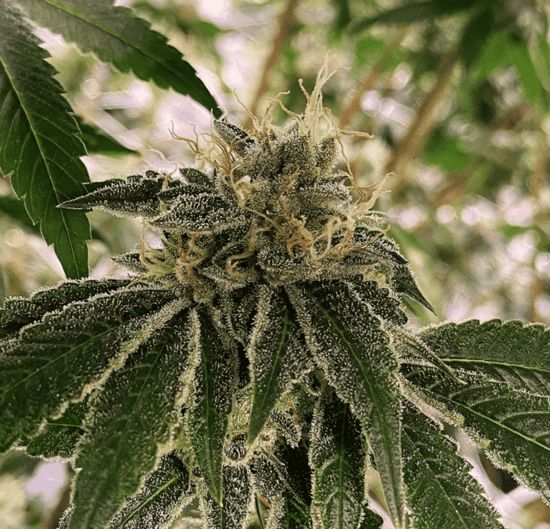 Close-up of a cannabis plant showing dense, crystal-covered buds and broad green leaves, reminiscent of the sleek form of a Motor Boat navigating through lush waters.