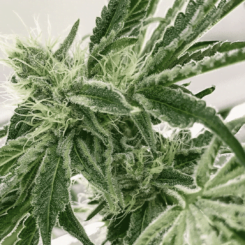 Close-up of a cannabis plant with dense green leaves and visible trichomes, resembling the intricate artistry of Pasties (R).