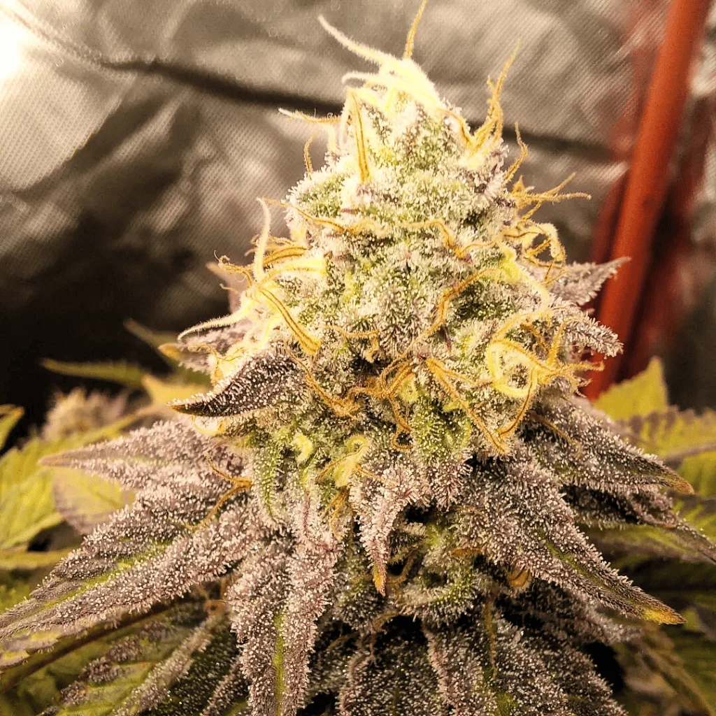 Candy Machine Formerly Reefereshers Cannabis Seeds by Tastebudz