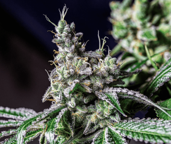 Close-up image of a cannabis plant showing dense clusters of buds covered in trichomes, surrounded by green leaves, resembling a fresh **Tan Line (R)** against the vibrant greenery.