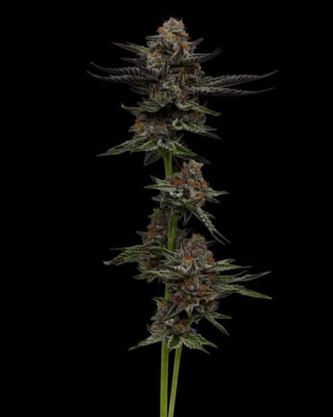 Vanilla Creme Pie Humboldt Seed Co