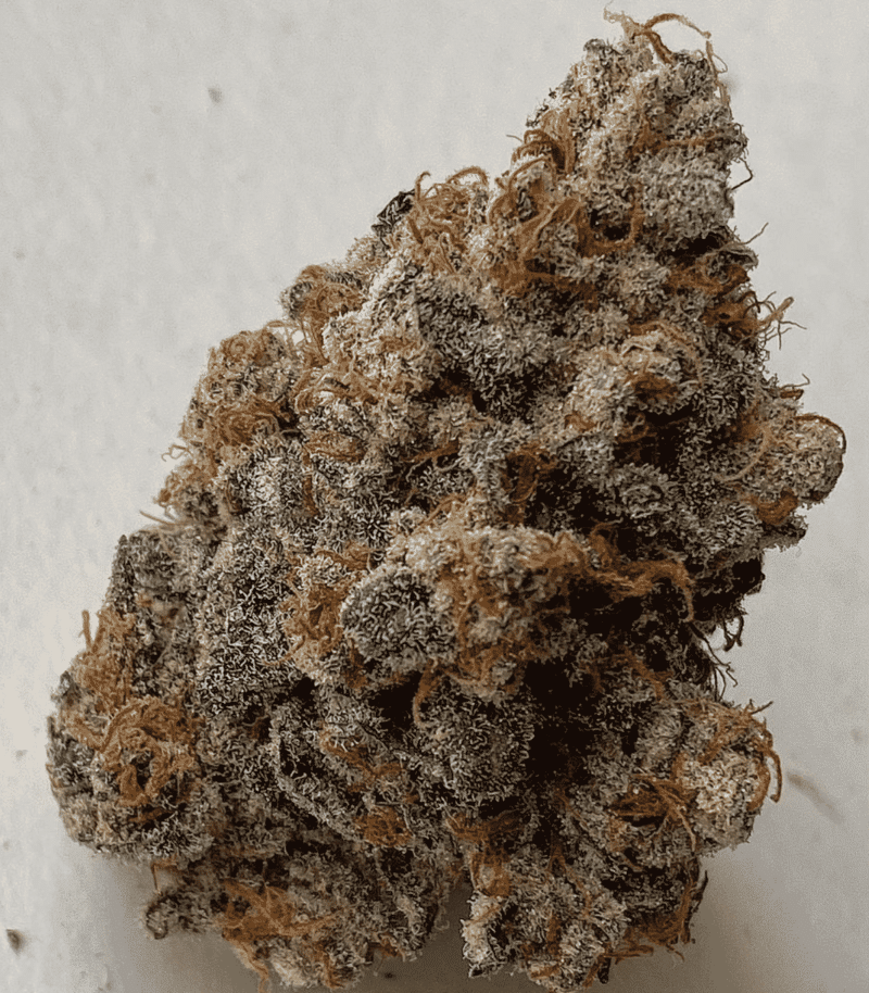 Close-up of a dried Wango Bango (R) cannabis bud with dense, frosty trichomes and brownish-orange hairs.
