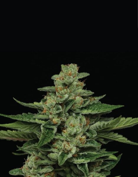 Fortune Cookie Humboldt Seed Co