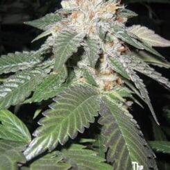 Close-up of a cannabis plant with frosty, trichome-covered buds and green, serrated leaves. The logo "The Cali Connection" is visible in the bottom right corner. This Julius Caesar (F) strain promises a majestic experience.