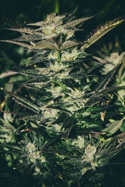 Close-up of a Jupiter OG Kush (F) cannabis plant with dense, dark green leaves and visible trichomes under low lighting conditions.