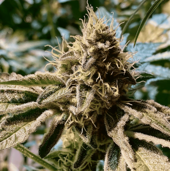 Close-up of a mature cannabis plant with detailed view of its trichomes and leaves, showcasing the resilience often enhanced by products like Mint Lactate (R).