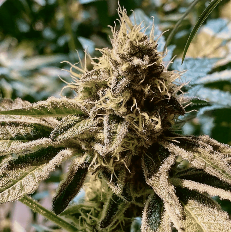 Close-up of a mature cannabis plant with detailed view of its trichomes and leaves, showcasing the resilience often enhanced by products like Mint Lactate (R).