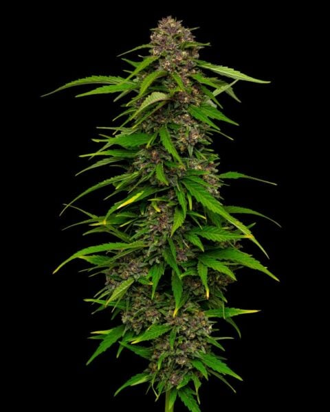Close-up of a single cannabis plant with dense clusters of buds and vibrant green leaves, glistening as if fresh from Squirt (F), set against a black background.