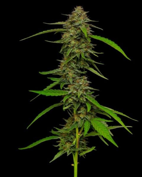 Strawberry Cheesecake Humboldt Seed Co