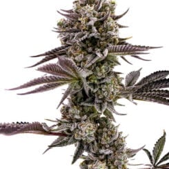 Blueberry Cupcake Humboldt Seed Company