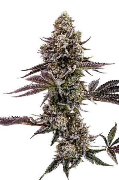Blueberry Cupcake Humboldt Seed Company