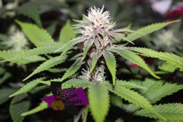 Purple Caper Seeds Forbidden Zkittlez