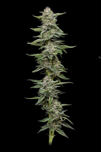 Humboldt Seed Co. Garlic Budder