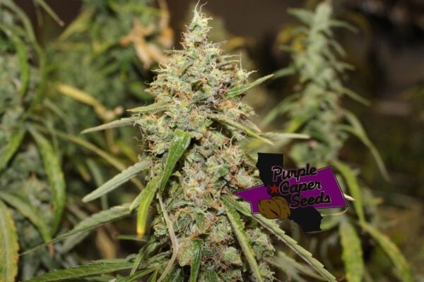 Close-up of a mature cannabis plant bud with green leaves and trichomes. A logo that reads "Purple Caper Seeds" is next to the plant, highlighting the exceptional quality of Luxor's Durban Bread (R).