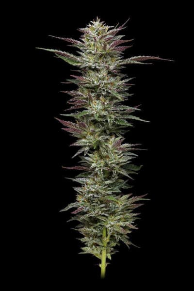 Nudder Budder Humboldt Seed Co