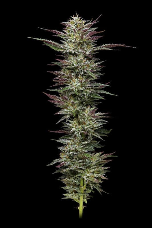 Nudder Budder Humboldt Seed Co