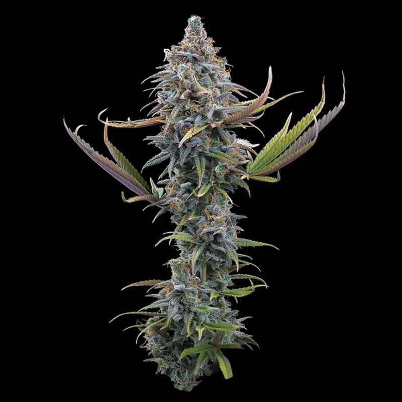 Apollo Cannabis Seeds by Brothers Grimm Seeds