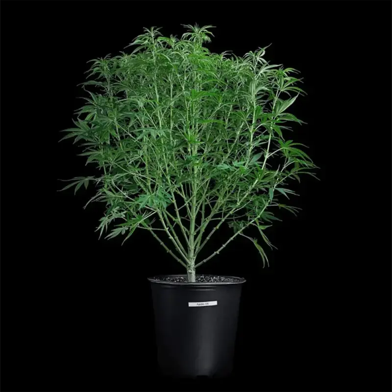 Apollo Cannabis Seeds by Brothers Grimm Seeds