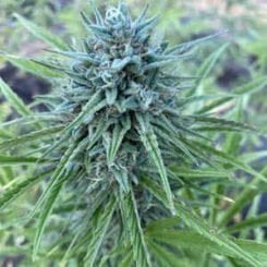 Close-up of a fully matured Cantaloupe Kush Auto with dense trichomes and serrated leaves, set against a blurred green background.
