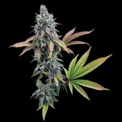 Cinderella 99 Cannabis Seeds by Brothers Grimm Seeds