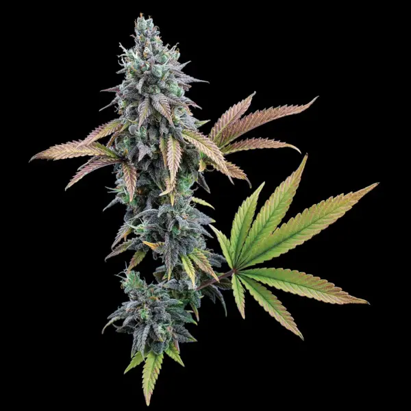 Cinderella 99 Cannabis Seeds by Brothers Grimm Seeds