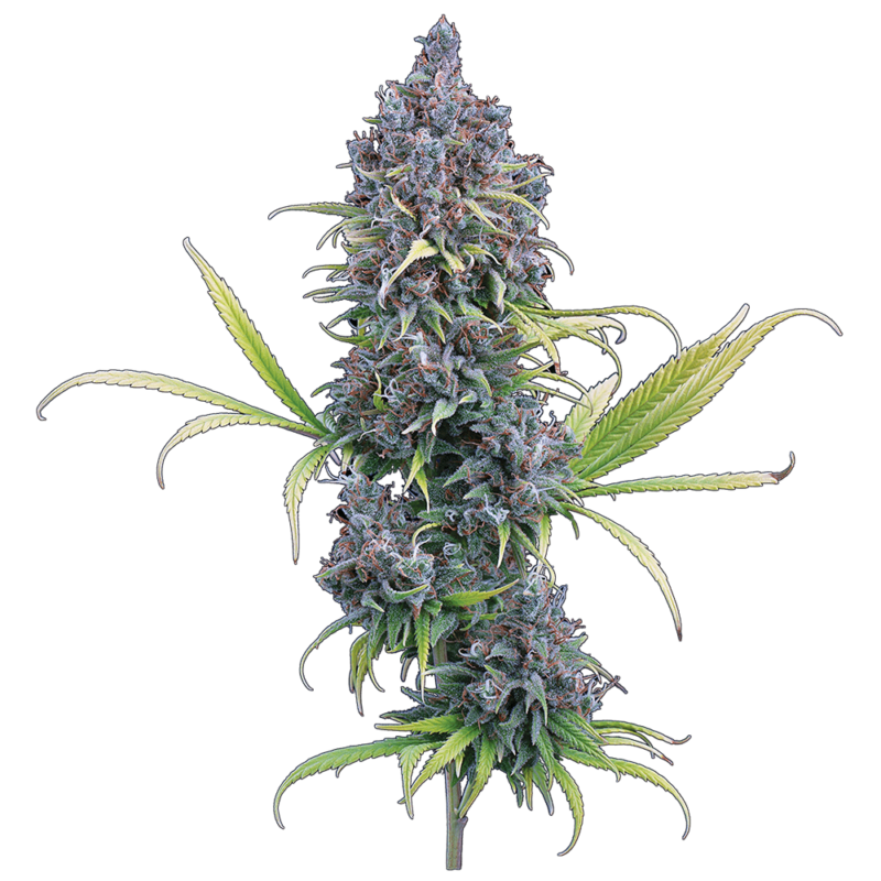 durban thai x c99 cannabis seeds by brothers grimm seeds