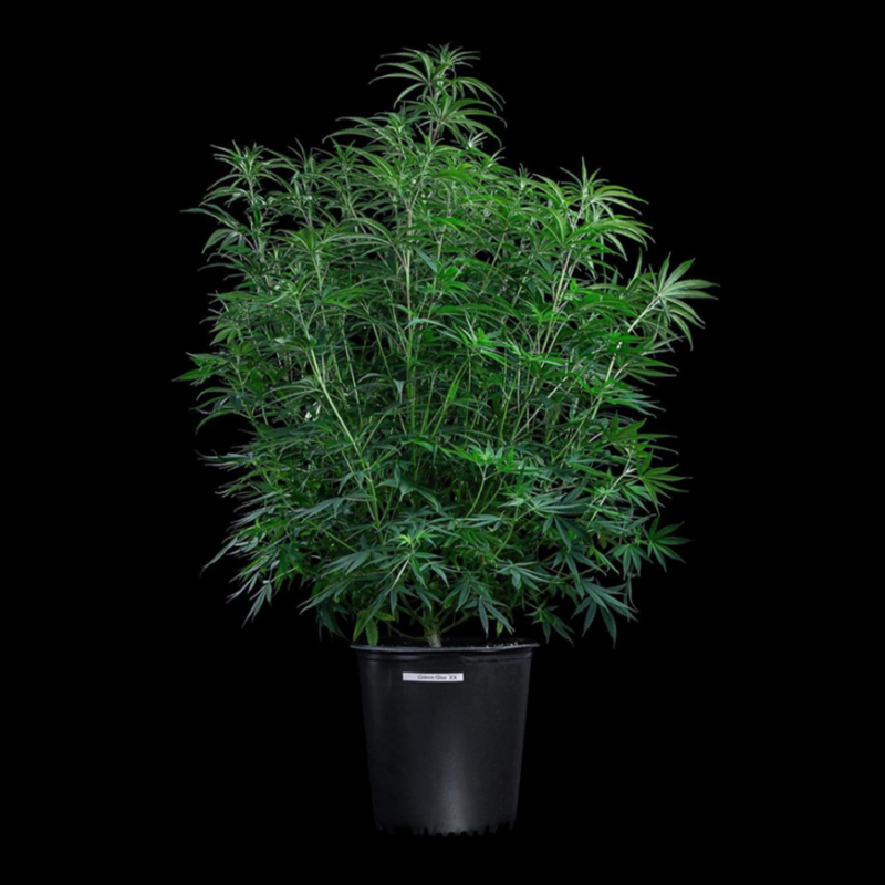 grimm glue cannabis seeds by brothers grimm seeds