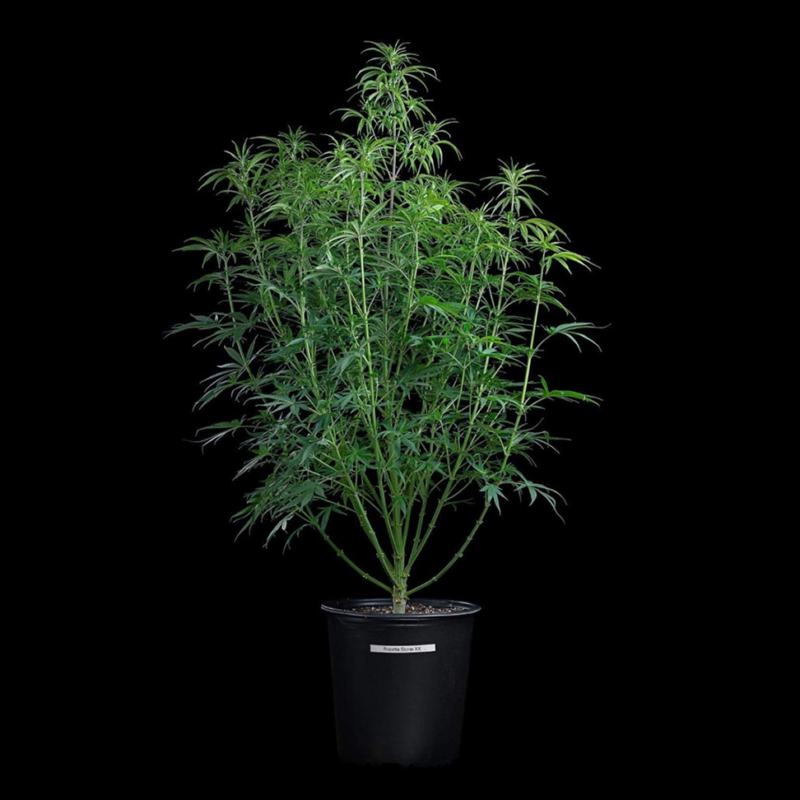 rosetta stone cannabis seeds by brothers grimm seeds