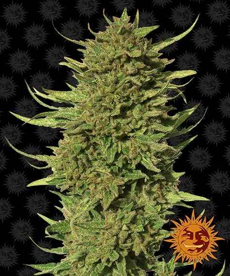 Close-up of a mature Critical Kush (R) cannabis plant with dense green buds and surrounding leaves. The background is dark with a sun logo in the lower right corner.