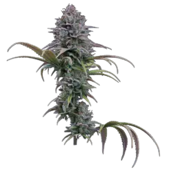 grimm glue cannabis seeds by brothers grimm seeds