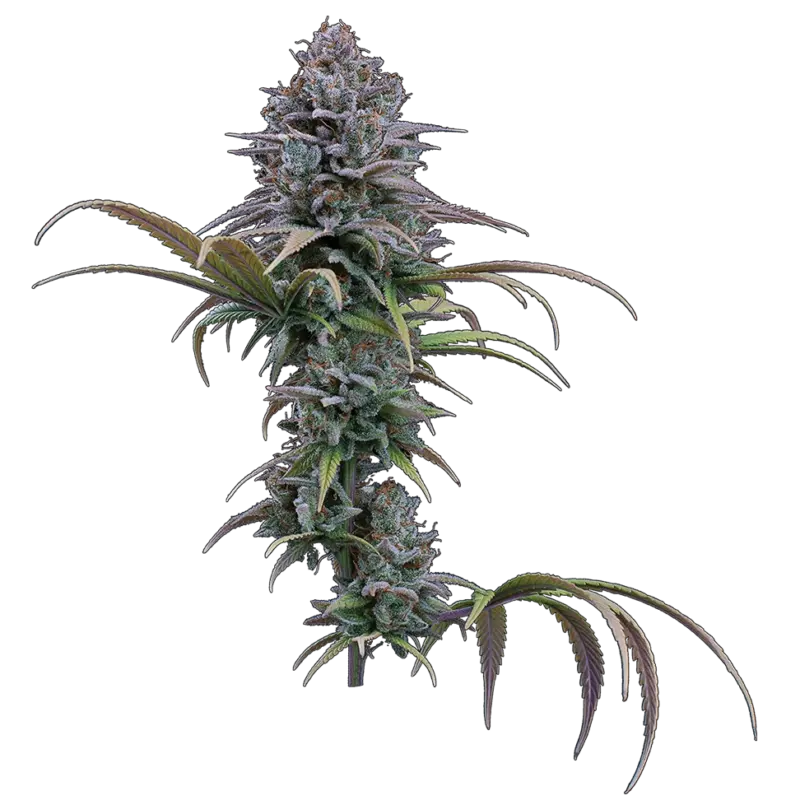 grimm glue cannabis seeds by brothers grimm seeds