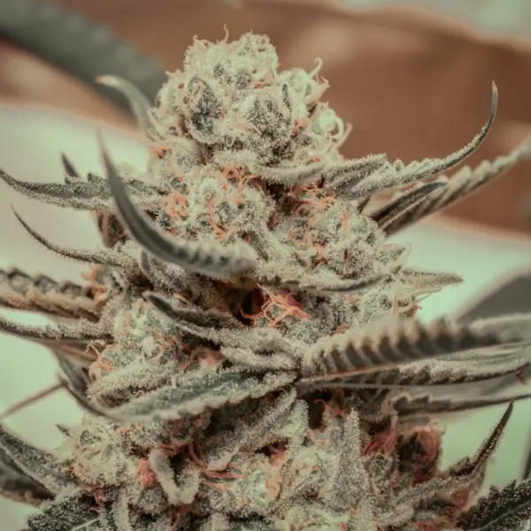 killer queen cannabis seeds by brothers grimm seeds