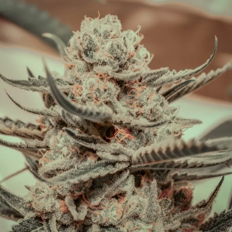 killer queen cannabis seeds by brothers grimm seeds