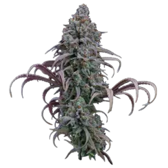 rosetta stone cannabis seeds by brothers grimm seeds