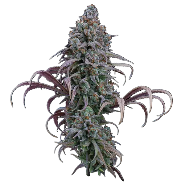 rosetta stone cannabis seeds by brothers grimm seeds