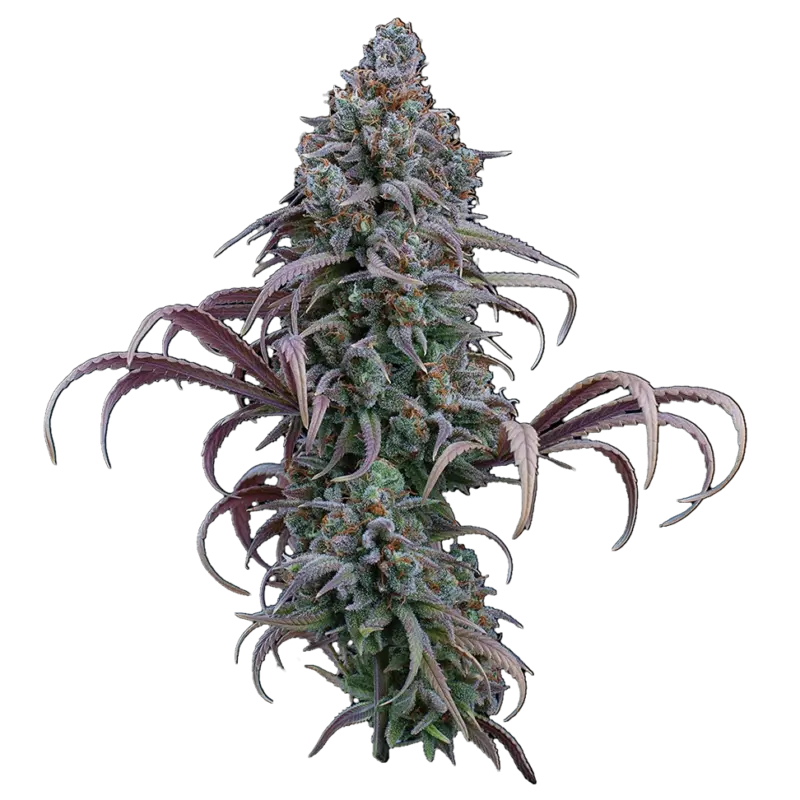 rosetta stone cannabis seeds by brothers grimm seeds