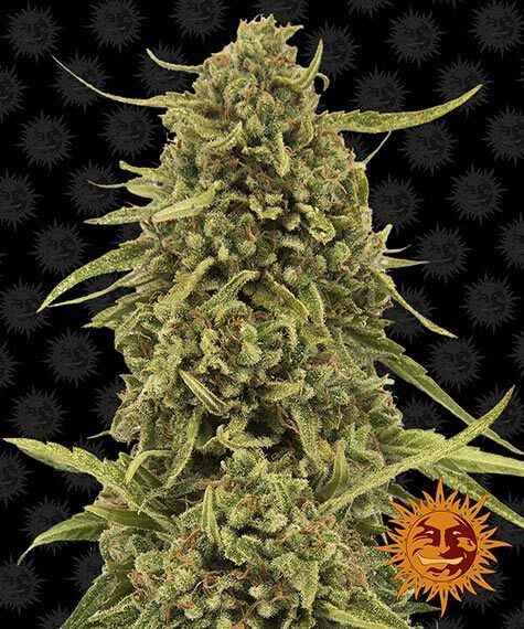 Close-up of a large, mature Widow Remedy (R) cannabis plant with dense buds. The background features a dark pattern, and a sun logo is visible in the bottom right corner.