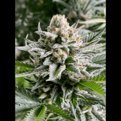 Diamondsnugz Afgooey Candy Blue