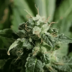Blue Dream Fem
