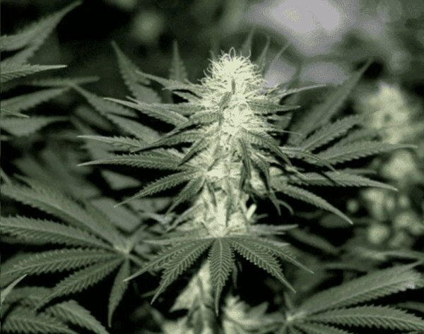 Sour Diesel Fem