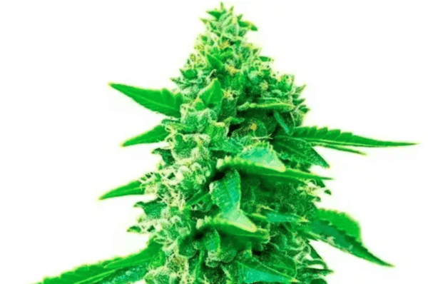 BWL Trainwreck Fem